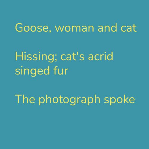 Goose, woman and cat